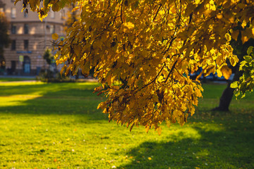 Wall Mural - park in the fall in St. Petersburg