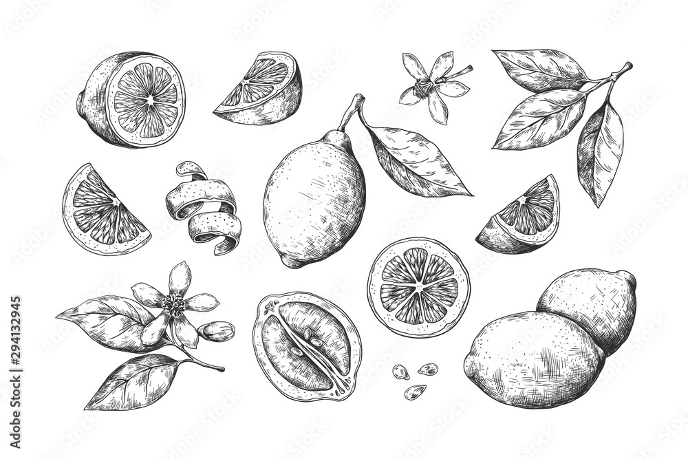 Hand drawn lemon. Vintage citrus slices blossom and fruits, lemon and lime pencil outline sketch for juice labels. Vector engraving illustration summer food set - obrazy, fototapety, plakaty 