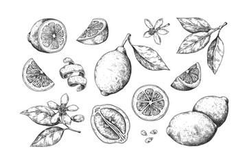 hand drawn lemon. vintage citrus slices blossom and fruits, lemon and lime pencil outline sketch for