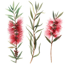 Watercolor Australian Callistemon Flowers Illustration