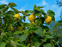 Cydonia Oblonga - Common Quince Growing In A Country House Garden