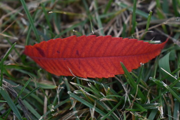 red leaf in the grass