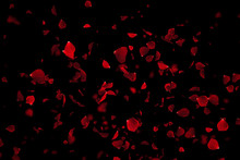 Red Colorful Petals Rose Flying Animation On Black Background, Love And Valentine Day Festive Holiday