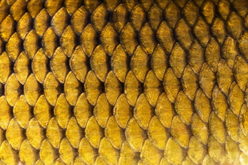 Big wild carp fish pattern textured skin scales macro view.