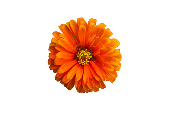 Wall Mural - orange chrysanthemum flower isolated on white background