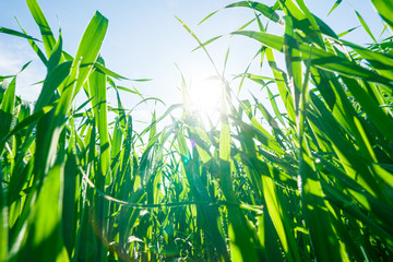 Canvas Print - green grass and blue sky over the sun rise.