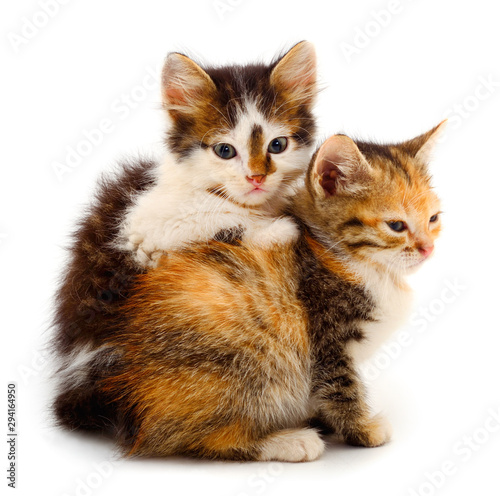 Fotografía Two small kittens isolated.