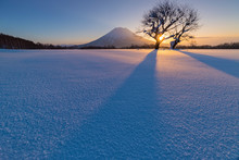 Two Cherry Tree And Mt. Yotai In Winter, Hokkaido, Japan.