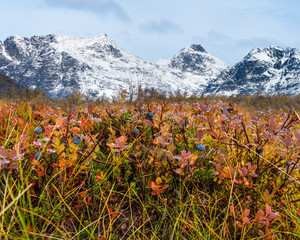 Wall Mural - in the mountains of Northern Norway,Tromso