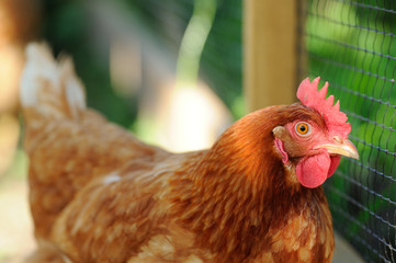 Red Domestic Chicken in the Farmyard