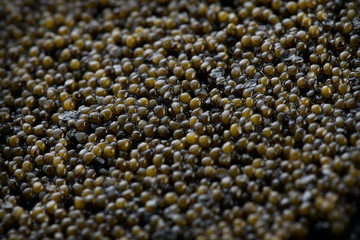 Black Caviar background. High quality real natural sturgeon black caviar close-up. Delicatessen. Texture of expensive luxury caviar. Backdrop. Seafood. Flat lay, top view