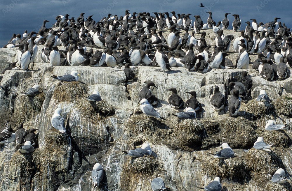 Guillemot de Troïl, uria aalge, colonie, Réserve naturelle de Fowlsheugh, RSPB, Ecosse, Grande Bretagne