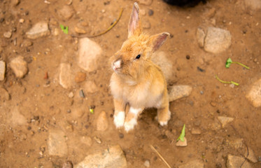 happy rabbit to enjoy food in nature bright morning    