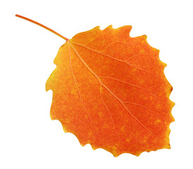 Wall Mural - one autumn aspen leaf isolated on white background