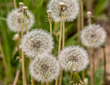 Fototapeta Dmuchawce - dandelion blowball in the spring