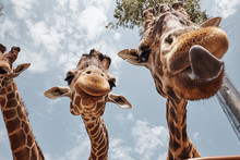 Two Huge Giraffes Sticking Out Their Tongues