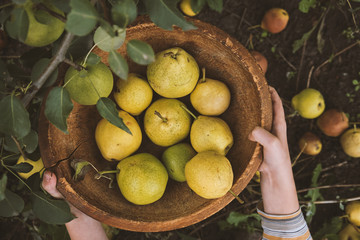 Wall Mural - Organic pears, outdoors.