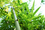 Fototapeta Sypialnia - Bamboo forest in the park (blurred image)