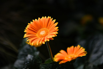 Two Orange Flowers on Dark Background