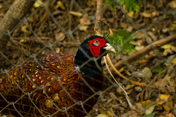 Pheasant, male, ring necked or Common Pheasant (Phasianus colchicus) on a log with green and orange, colourful Autumnal background. Facing left. Landscape.