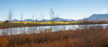 Idyllic Moor Landscape And Birds Sanctuary, Lake Riegsee Shore With Reed And Mountain View