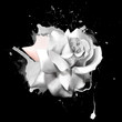 Luxurious white rose in pencil sketch with splashes of paint on black background