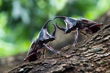 Beetles : Siamese Rhinoceros Beetle And Fighting On Tree.