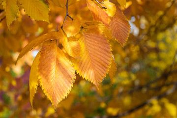 Wall Mural - yellow-reddish autumn leave