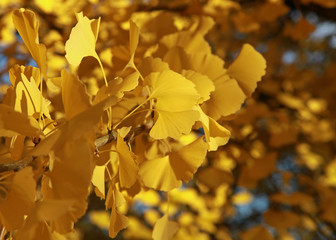 Canvas Print - Gingko biloba en automne