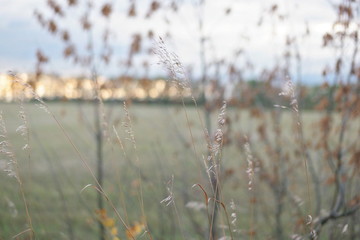 autumn leaves in the wind at sunset	