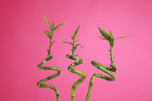 Tropical Bamboo Stems With Lush Leaves On Pink Background. Stylish Interior Element