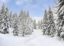 Winter Landscape Of Mountains With Path With Footprints In Snow Following In Fir Forest And Glade. Carpathian Mountains