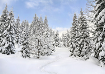 Wall Mural - winter landscape of mountains with path with footprints in snow following in fir forest and glade. c