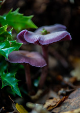 Mushrooms In Forest Laccaria Amethystea