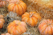 Autumn background with ripe orange pumpkins. Autumn harvest, fall vegetables. Beautiful composition with pumpkin on hay. Thanksgiving day concept. copy space. close up