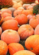 autumn background with ripe orange pumpkins. Autumn harvest, fall vegetables. Beautiful composition with big pumpkins. Thanksgiving and Halloween holiday concept. close up, copy space
