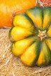 Abstract autumn background with ripe pumpkins. Beautiful pumpkin close up texture. Thanksgiving and Halloween concept. Autumn harvest, fall vegetables. copy space. soft selective focus