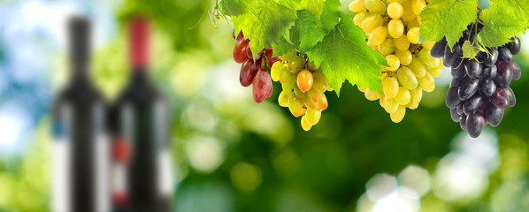 bunches of grapes and bottles of wine closeup