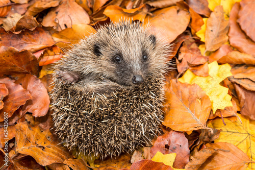 Hedgehog, wild, native, European hedgehog in colourful Autumn or Fall leaves Poster Mural XXL