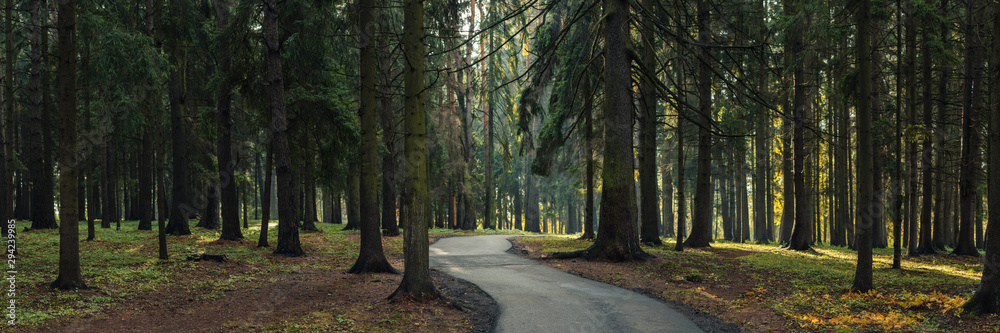 wide panoramic view of the morning shady pine forest or park with a winding s-shaped asphalt road into the depths of the forest, tall old trees and a spot of sunlight - obrazy, fototapety, plakaty 