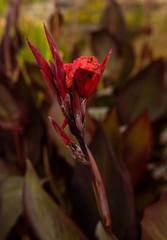 Canna Indica Red w. Closed Blossoms