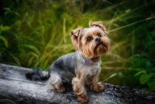 Yorkshire Terrier on a walk