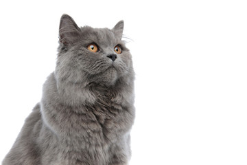 Wall Mural - british longhair cat sitting and looking up curious