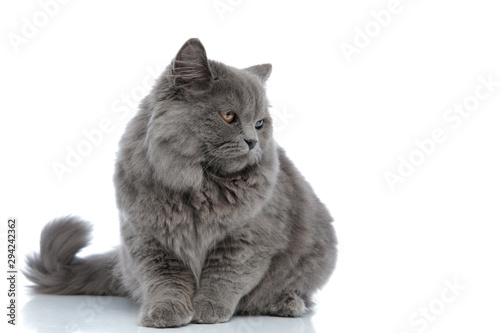  Plakat koty   brytyjskie-koty-dlugowlose-patrzac-z-zaciekawieniem-na-wspolna-zabawe