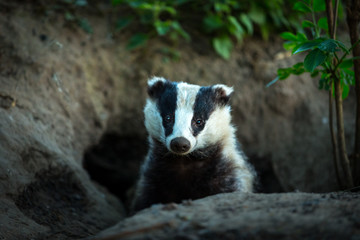 badger, (scientific name: meles meles) wild, native badger, facing forward and emerging from the bad