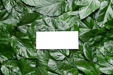 Empty card with green leaves