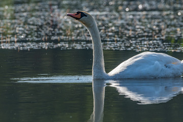 Poster - Swan in the lake