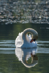 Poster - Swan in the lake