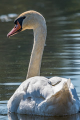 Canvas Print - Swan in the lake