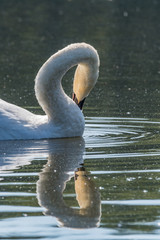 Sticker - Swan in the lake